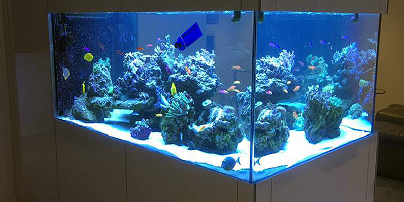 Custom aquarium build and design