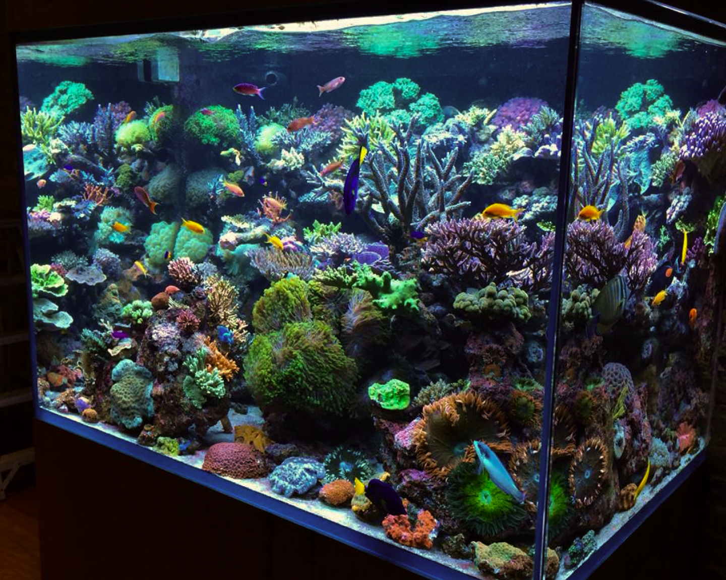 Built-in reef aquarium with 45-degree mitred corner in a London living room