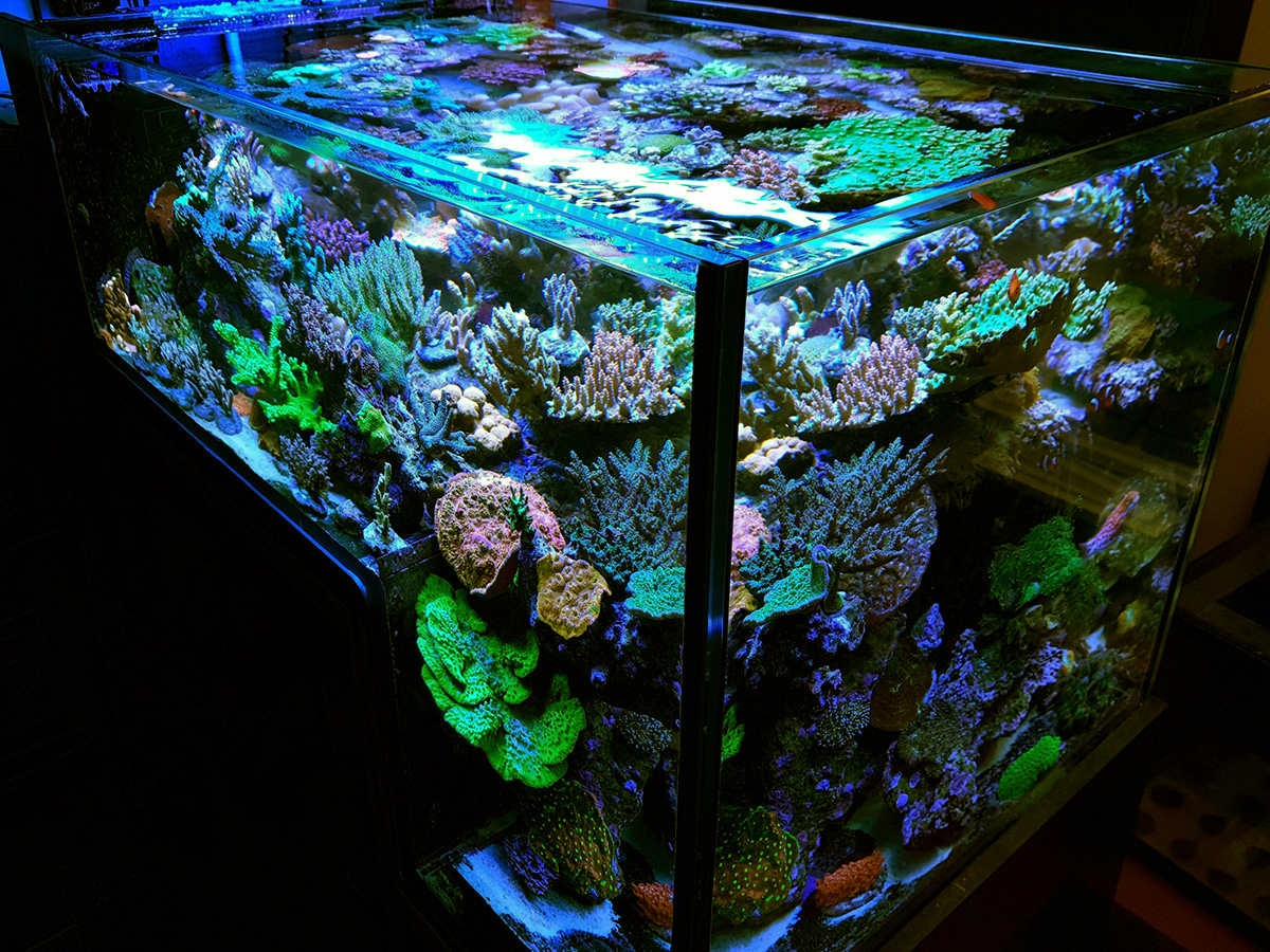Bespoke aquarium built into a wall