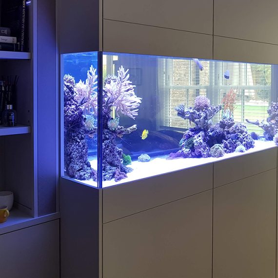 Large custom aquarium, built in a wall inbetween two rooms.