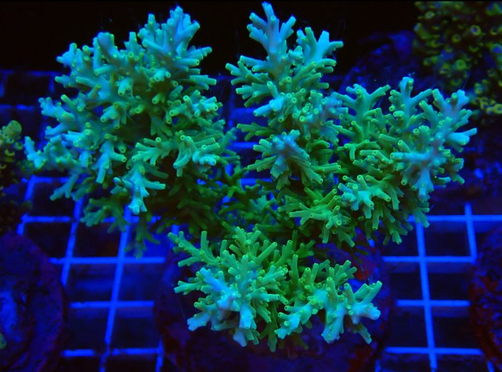 Aquarium Connections coral