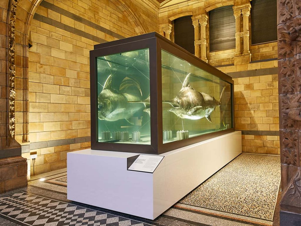 Large Marlin Tank Built in natural history museum in london