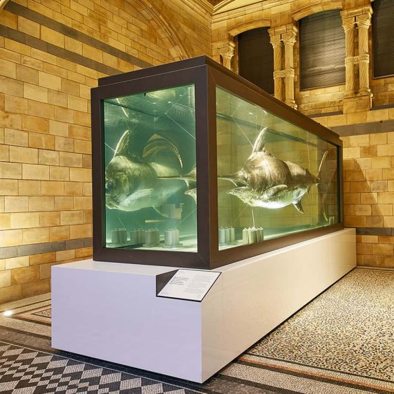 Large Marlin Tank Built in natural history museum in london